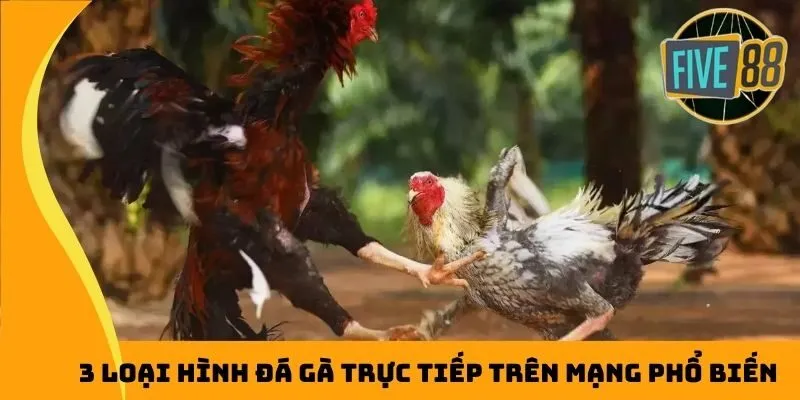 3 loại hình đá gà trực tiếp trên mạng phổ biến