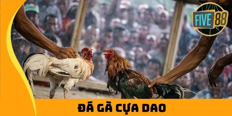 đá gà cựa dao