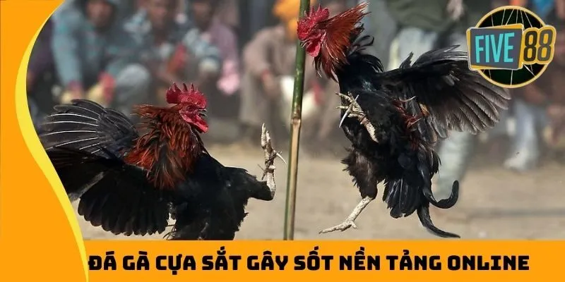 Đá gà cựa sắt gây sốt nền tảng online