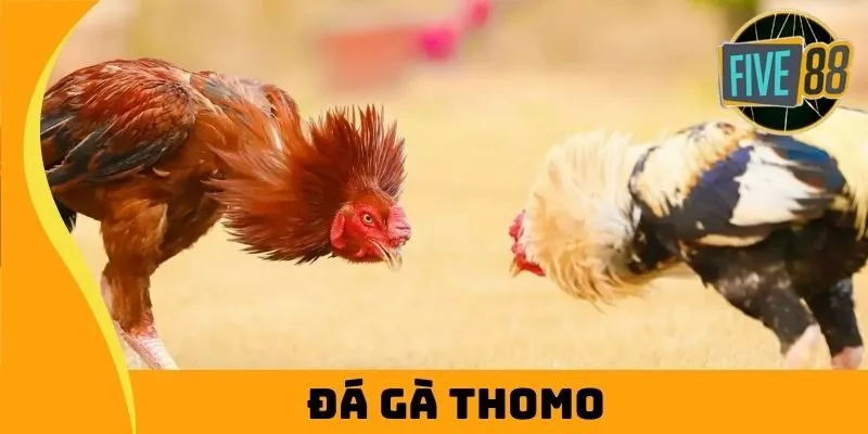 Đá Gà Thomo