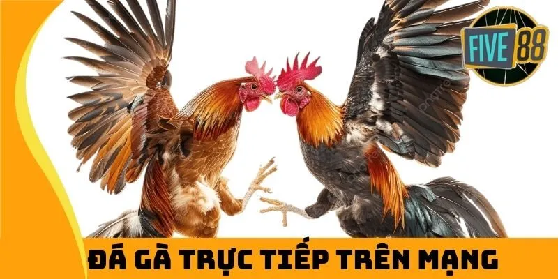 Đá Gà Trực Tiếp Trên Mạng