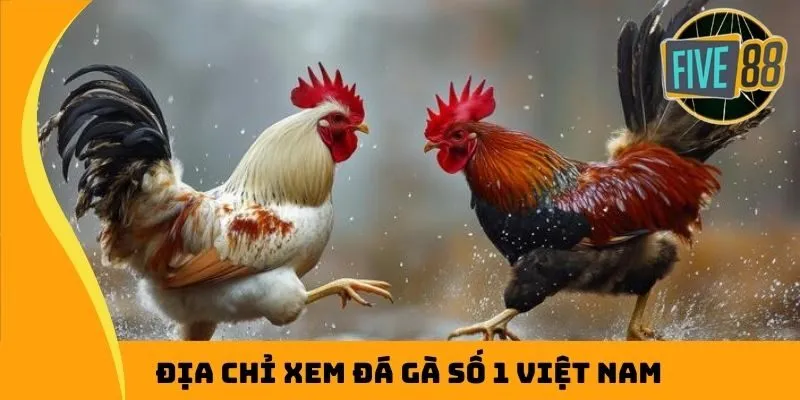 Địa chỉ xem đá gà số 1 Việt Nam