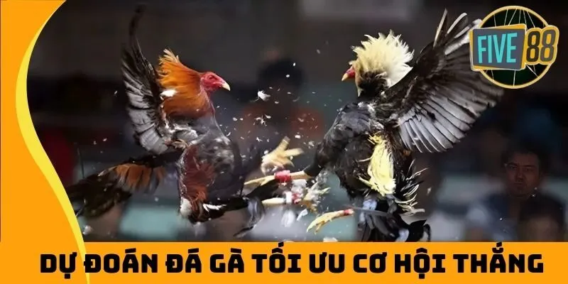 Dự đoán đá gà tối ưu cơ hội thắng