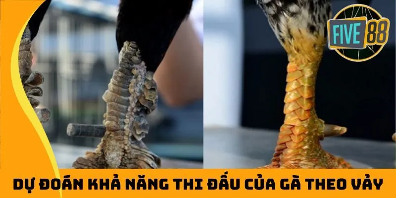 Dự đoán khả năng thi đấu của gà theo vảy
