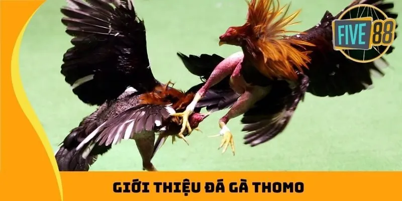 Giới thiệu đá gà Thomo