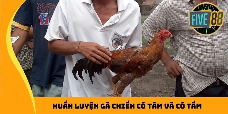 Huấn luyện gà chiến có tâm và có tầm