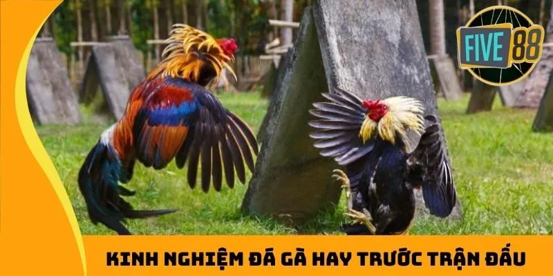 Kinh nghiệm đá gà hay trước trận đấu