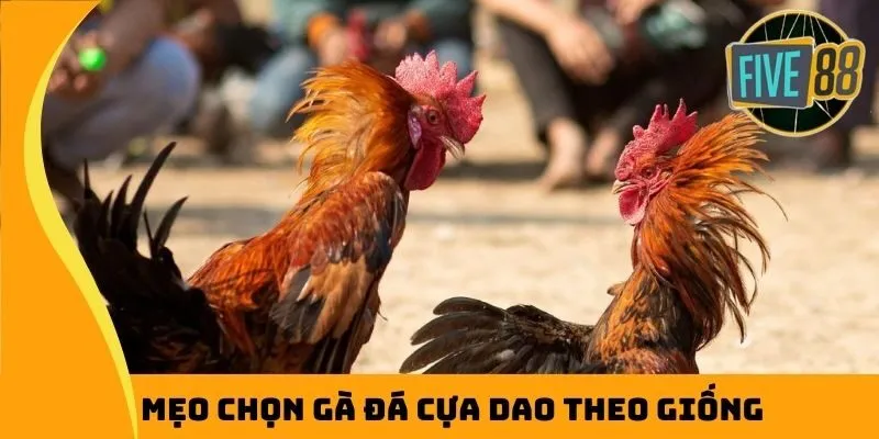 Mẹo chọn gà đá cựa dao theo giống