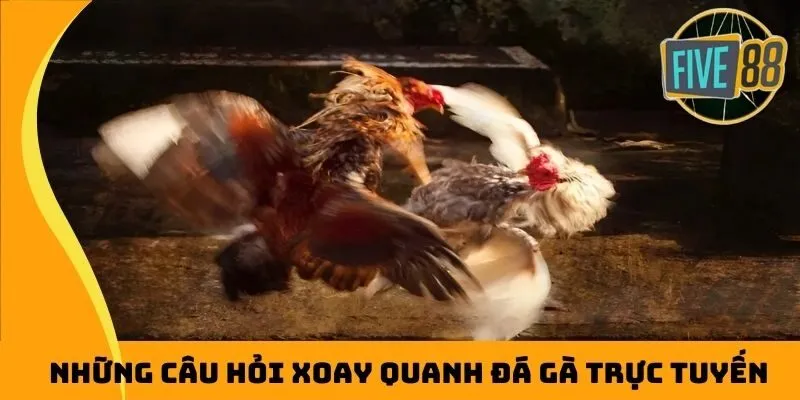 Những câu hỏi xoay quanh đá gà trực tuyến