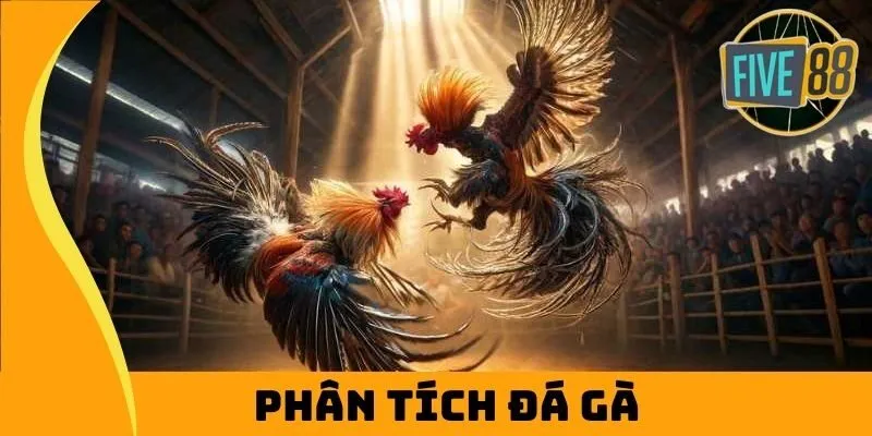 Phân Tích Đá Gà