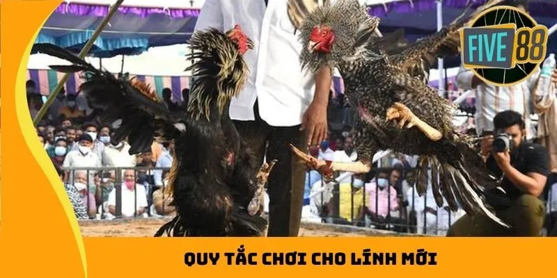 Quy tắc chơi cho lính mới