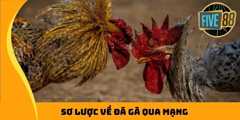 Sơ lược về đá gà qua mạng