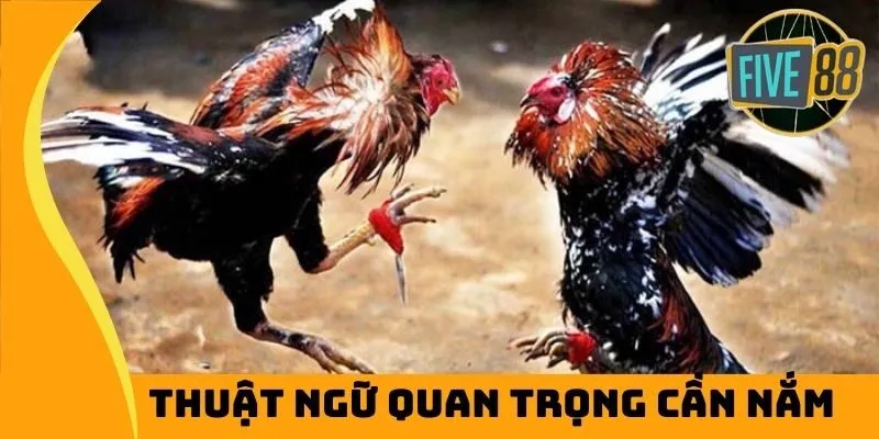 Thuật ngữ quan trọng cần nắm
