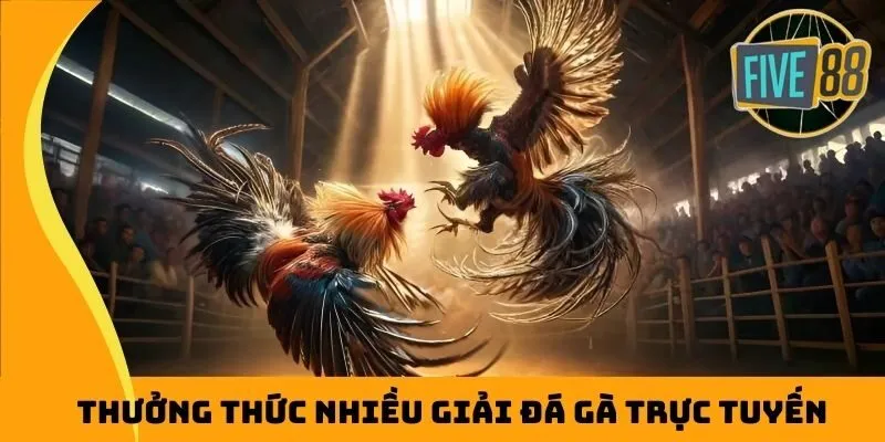Thưởng thức nhiều giải đá gà trực tuyến