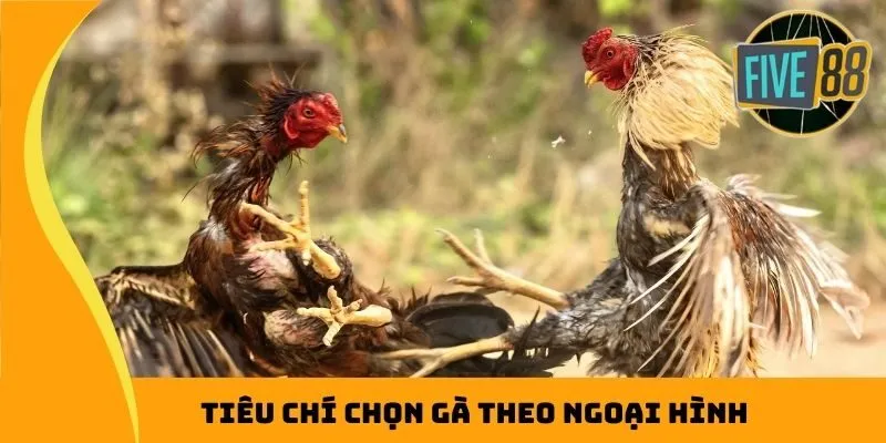 Tiêu chí chọn gà theo ngoại hình