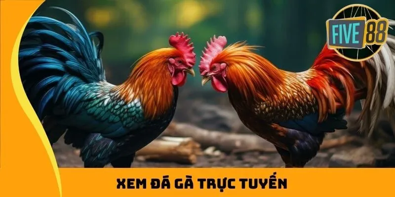Xem đá gà trực tuyến