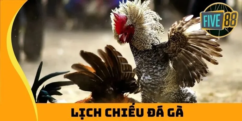 lịch chiếu đá gà