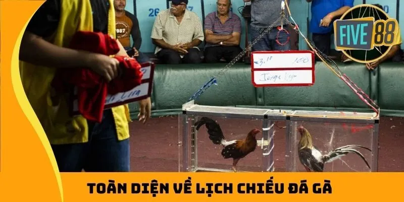 Toàn diện về lịch chiếu đá gà